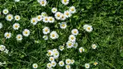 Gänseblümchen im Rasen: Zeigerpflanze oder harmlose Zierde? Experte klärt auf