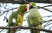 Halsbandsittiche in Berlin: Exotische Vögel könnten heimische Arten verdrängen
