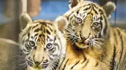 Heidelberger Zoo: Tigerbabys Sari und Raya erhalten ihre Namen nach Publikumsabstimmung