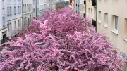 Japanische Kirschblüte erstrahlt pünktlich in Halle – Ein Symbol der Hoffnung