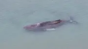 Junger Buckelwal in der Lübecker Bucht weiterhin in Notlage gefangen