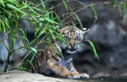 Junges Sumatra-Tiger-Weibchen im Berliner Tierpark erhält den Namen Lilly
