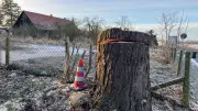 Kastanien-Fällung in Neddemin: Anwohner enttäuscht, Amt verweist auf Pilzbefall