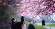 Kirschblüte im Olympiapark: Das rosa Frühlingsspektakel könnte bald enden