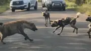 Kruger-Nationalpark: Hyäne verteidigt Jungtier gegen angreifende Wildhunde