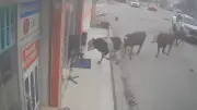 Kuh-Invasion in Elektrogeschäft: Neun Rinder stürmen türkischen Laden