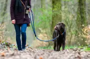 Leinenpflicht in Niedersachsen und Bremen: Wichtige Regeln für Hundehalter