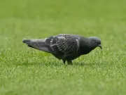 Mainzer Taube lenkt ab: Ungewöhnlicher Glücksbringer entscheidet Bundesliga-Kellerduell