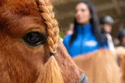 Messe „Reiten-Jagen-Fischen“ in Erfurt lockt 26.000 Besucher an