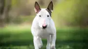 Miniature Bullterrier: Charmant, stur und voller Persönlichkeit – mehr als nur ein kleiner Hund