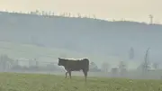 Monatelange Flucht im Harz: Rätsel um entlaufenes Rind bei Straßberg bleibt ungelöst