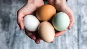 Natürlich bunt: Diese Hühner legen grüne, blaue und rosafarbene Eier ohne Färbung
