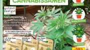 Netto testet Cannabissamen-Verkauf: Erster Discounter bietet Cannabis-Saatgut an