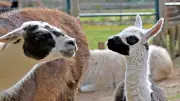 Osterlama statt Osterlamm: Süßer Nachwuchs im Ascherslebener Zoo erfreut Besucher