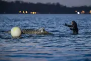 Ostsee-Wal in Not: Rettungsaktion bei Timmendorfer Strand geht weiter - Gelingt die Befreiung heute?