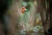 Rebhuhn-Rettung: Wie der Vogel des Jahres 2026 vor dem Aussterben bewahrt werden soll