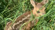Rehkitzrettung im Raum Woldegk: Drohnen und Helfer gesucht, um Jungtiere vor Mähtod zu bewahren