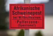 Sachsen: Letzte Schweinepest-Sperrzone im Kreis Bautzen nach EU-Zustimmung aufgehoben