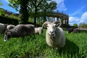 Schafe als ökologische Rasenmäher: Tierische Landschaftspfleger zurück in Sanssouci