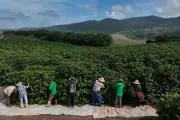 Starkregen in Brasilien gefährdet Kaffeeernte und treibt Preise weltweit in die Höhe