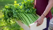 Staudensellerie anbauen: Tipps für eine erfolgreiche Ernte im eigenen Garten