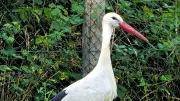 Storch Janosch nach schweren Verletzungen kurz vor der Auswilderung in Loburg