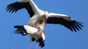Storchenpaar in Güstrow: Sommerliebe auf dem Plaschek-Horst beginnt