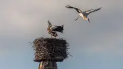 Storchenrückkehr in Pasewalk: Brutzeit auf historischen Türmen beginnt