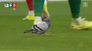Tauben-Drama im Weserstadion: Ungewöhnlicher Zwischenfall kostet Werder Bremen den Sieg