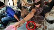 Thailand-Safari: Giraffen stürmen Bananen-beköderten Touristenbus