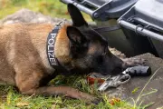 Thüringer Polizeihunde: Mehr Einsätze und vielfältige Spezialisierungen im Jahr 2025