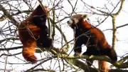 Tierisches Tinder im Zoo: Rote Pandas werden für Zuchtprogramm verkuppelt