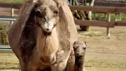 Tierpark Dessau feiert Dromedar-Nachwuchs: Hengst Idefix erobert die Herzen