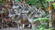 Tierpark schläfert gesamtes Wolfsrudel ein: Aggressives Verhalten führte zu drastischer Entscheidung