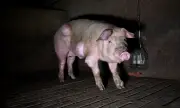 Tierschutzskandal in Spanien: Grausame Zustände in Schweinemastbetrieb aufgedeckt