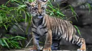 Tiger-Baby im Berliner Tierpark erhält Namen Lilly nach über 1000 Vorschlägen