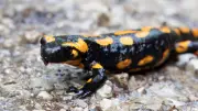 Trotz Sperrung: Autofahrer überfahren geschützte Feuersalamander in der Pfalz