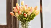 Tulpenpflege: So bleiben Frühlingsblumen in der Vase länger frisch