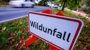 Uckermark: Sieben Wildunfälle und Alkoholkontrollen übers Wochenende