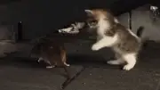Ungewöhnliche Freundschaft: Kätzchen spielt mit Ratte in viralem Video
