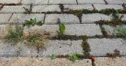 Unkraut zwischen Pflastersteinen entfernen: Effektive Methoden und Tipps für saubere Fugen