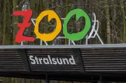 Vogelgrippe-Alarm im Zoo Stralsund: Tierpark schließt nach Virusnachweis