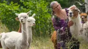 Vom Bankbüro zur Alpaka-Farm: Eine Frau verwirklicht ihren Traum im Saalekreis