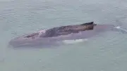Wal-Drama in der Lübecker Bucht: Junger Buckelwal weiterhin auf Sandbank gefangen