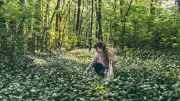 Waldregeln: Was Sie beim Sammeln von Bärlauch, Pilzen und Blumen beachten müssen