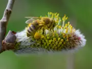 Weidenkätzchen nicht pflücken: Warum die flauschigen Zweige für Insekten überlebenswichtig sind