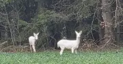 Weiße Rehe in Niederbayern: Seltene Sichtung löst Debatte über Tierschutz aus