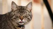 Wenn die Zunge hängen bleibt: Was hinter dem süßen Katzen-Phänomen steckt