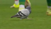 Werder gegen Mainz: Kurioser Tauben-Vorfall bei Bundesliga-Spiel