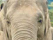 Wilder Elefant verwüstet thailändisches Restaurant - Mensch-Tier-Konflikte nehmen zu